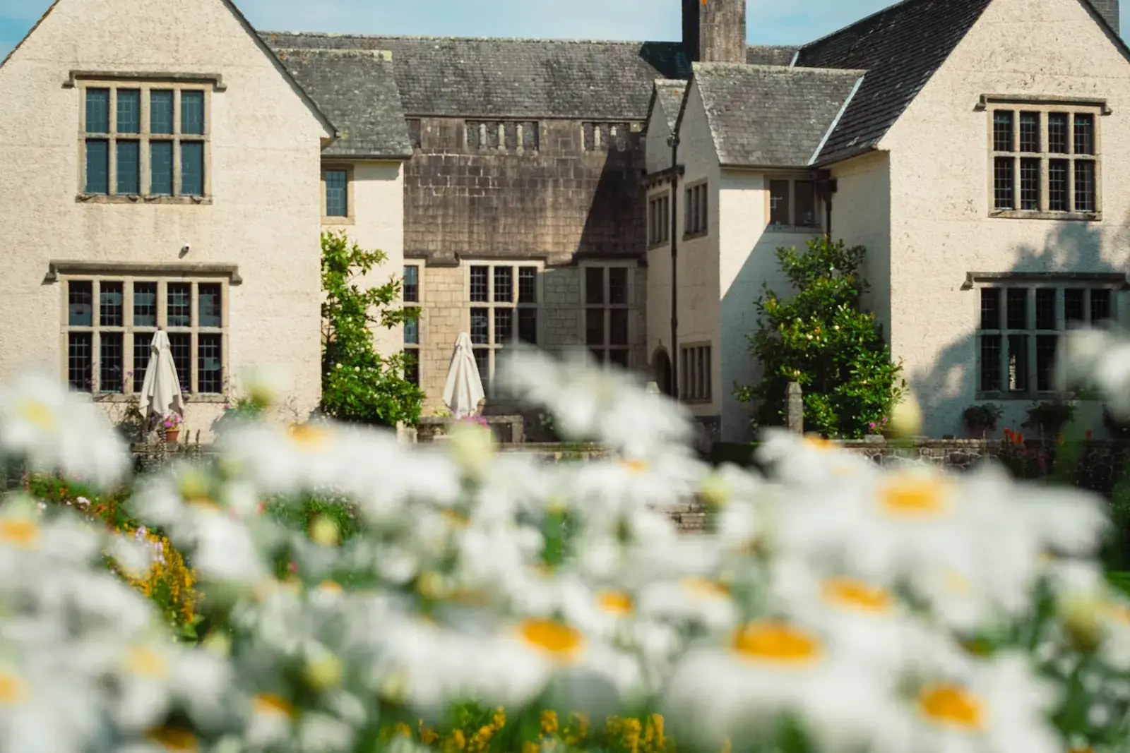 Wood House seen across the daisies in the gardens of the Wood Estate